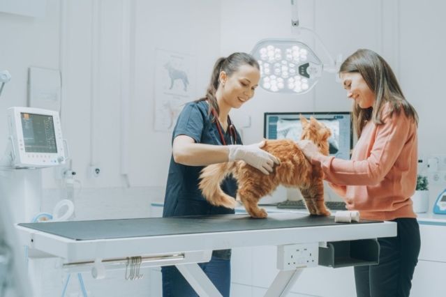 Warum eine Tierkrankenversicherung für Ihre Katze sinnvoll ist.jpg